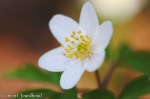anemone sylvie.jpg